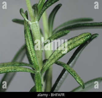 Chrysanthemum leafhopper (Eupteryx melissae) damage to rosemary leaves Stock Photo