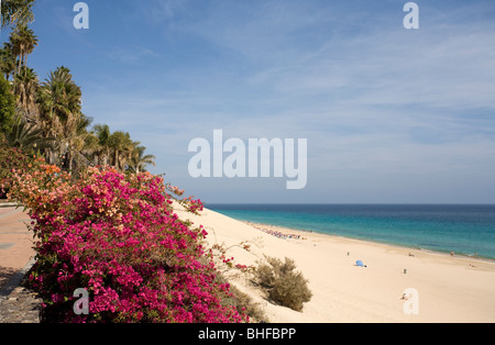 Flowers and sandy beach in the sunlight, Playa del Matorral, Playa de Jandia, Morro Jable, Jandia peninsula, Fuerteventura, Cana Stock Photo
