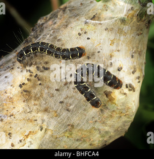 Small eggar moth (Eriogaster lanestris) caterpillars on tent/nest built in an oak tree Stock Photo