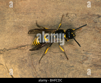 Potter wasp (Odynerus spinipes) adult on timber Stock Photo
