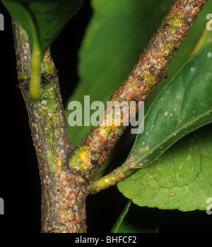 Californian red scale on lemon fruit Stock Photo - Alamy