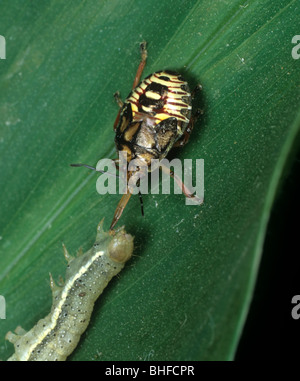 Predatory petatomid bug (Podisus maculiventris) immature nymph feeding on a tomato moth caterpillar Stock Photo