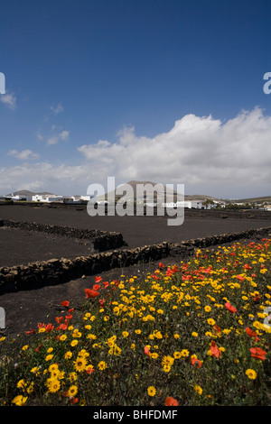 lapilli fields, agriculture, flower meadow, poppies, spring, Caldera Colorada, extict volcan, near Masdache, UNESCO Biosphere Re Stock Photo