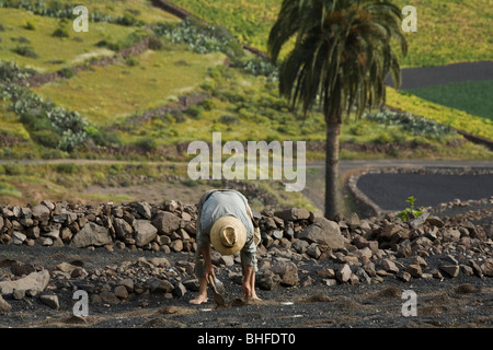 Farmer planting plants in lapilli fields, agriculture, Valle de Temisa, near Tabayesco, UNESCO Biosphere Reserve, Lanzarote, Can Stock Photo