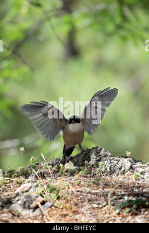 Azure Winged Magpie Cyanopica cyana Monfrague National Park Spain