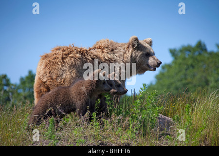 European Brown Bear (Ursus arctos). Female with cubs standing on a slope. Stock Photo
