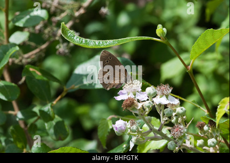 Ringlet (Aphantopus hyperantus) Stock Photo