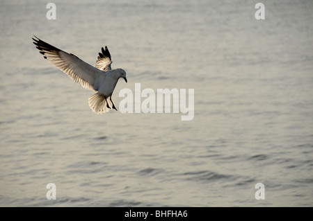 Herring Gull coming in for a landing. Stock Photo