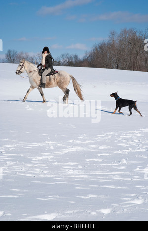 Picture of woman horseback riding a Paso Fino horse in new winter snow, accompanied by her pet Doberman dog. Stock Photo