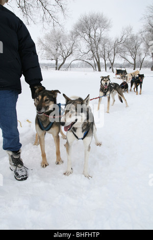 Huskies waiting to pull sled in the arctic circle in Longyearbyen ...