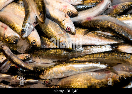 Close up shot of a group of Sardines in a market Stock Photo