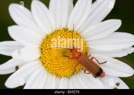 Soldier Beetle (Cantharis rustica), on Ox-ey Daisy Stock Photo