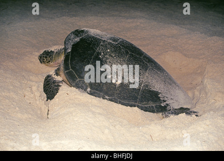 A female giant green sea turtle laying her eggs on a sandy beach in Cancun, Mexico Stock Photo