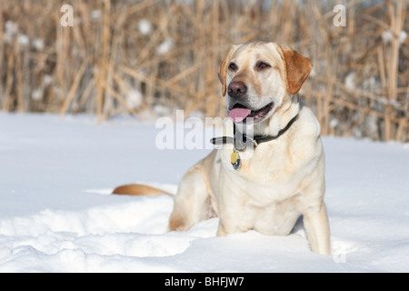 Adult male Yellow Labrador retriever in a winter setting.  Assiniboine Forest, Winnipeg, Manitoba, Canada. Stock Photo