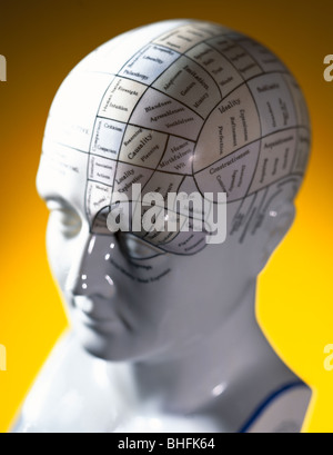 phrenology head Stock Photo