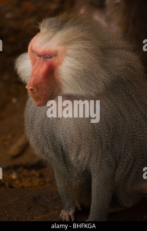 The alpha male baboon stands alone from the pack. Stock Photo