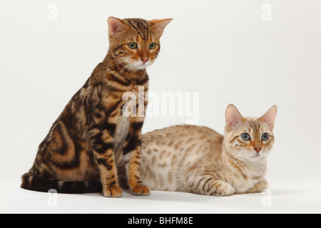 Bengal Cats, Snow Bengal and Marbled Bengal Stock Photo