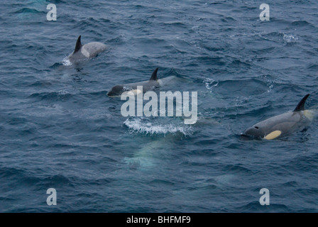 Type C Antarctic Killer Whale subspecies, (Orcinus orca). The yellow colouration is caused by diatoms. Stock Photo