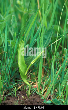 Adders tongue fern at Cribbs Meadow National Nature Reserve Leicestershire England Stock Photo