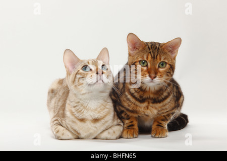 Bengal Cats, Snow Bengal and Marbled Bengal Stock Photo