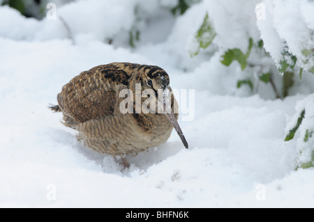 Woodcock(Scolopax rusticola) feeding in snow. Stock Photo