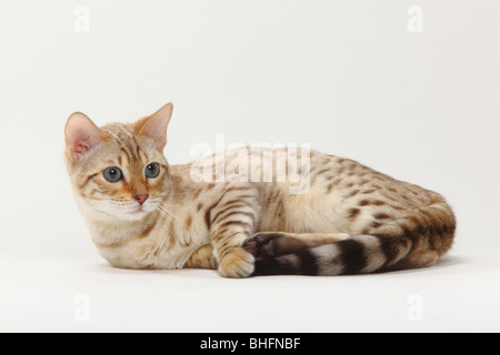 Bengal Cat / Snow Bengal Stock Photo