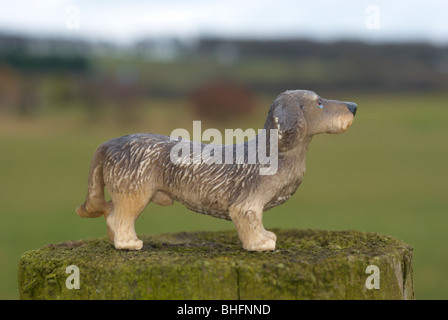 Wire-haired dachshund photographed outdoors. Stock Photo