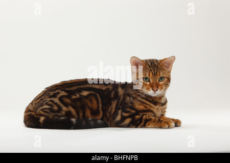 Bengal Cat / Marbled Bengal, side Stock Photo