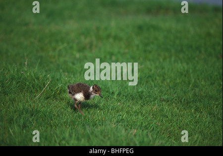 Lapwing chick on Elmley Marshes National Nature Reserve Kent May 2000 Stock Photo