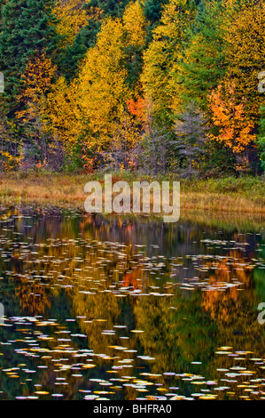 Autumn trees reflected in wetland pond, Lake Superior Provincial Park, Ontario, Canada Stock Photo
