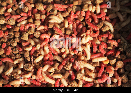 Anglers bait, maggots and feed pellets in natural and dyed colors. Stock Photo