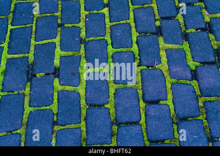 Moss growing between bricks on a city sidewalk, Seattle, WA, USA. Stock Photo