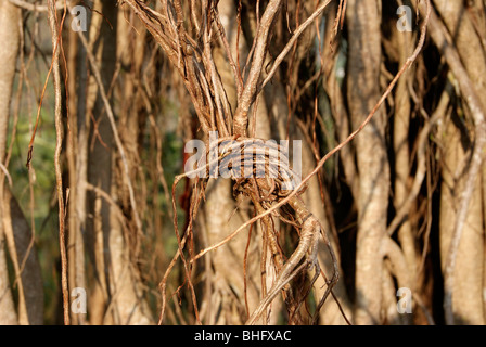 Windings in Banyan Tree.A Scene from Temple Banyan Tree of Kerala,India Stock Photo