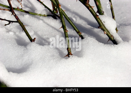 Rose bush after snowstorm Stock Photo