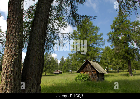 Cabin on a meadow between larches, Salten, South Tyrol, Italy, Europe Stock Photo