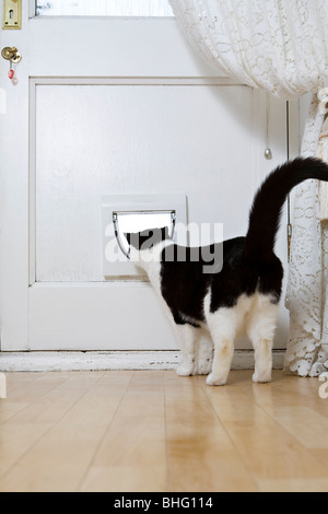 Black and white cat inside looking through cat flap Stock Photo