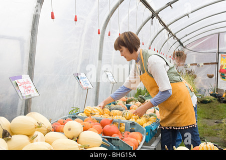Farmer in greenhouse with pumpkins Stock Photo