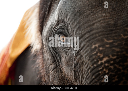Close up of the eye of an elephant Stock Photo