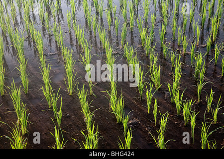 Rice plants in paddy field Stock Photo