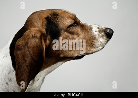 Head of basset hound Stock Photo