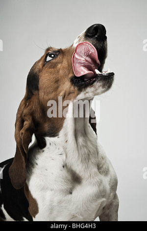 Basset hound sticking out tongue Stock Photo