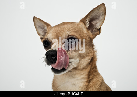 Chihuahua licking nose