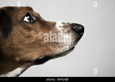 Head of basset hound Stock Photo