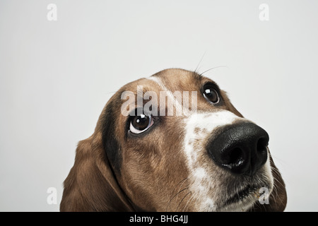 Basset hound looking up Stock Photo