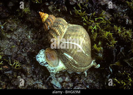 Common whelk (Buccinum undatum: Buccinidae) exposed at the bottom of the shore on a spring tide UK Stock Photo