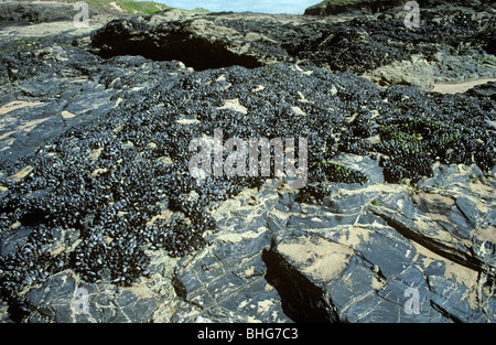 Mussel Threads Common mussel (Mytilus edulis) exposed at low tide and showing the ...