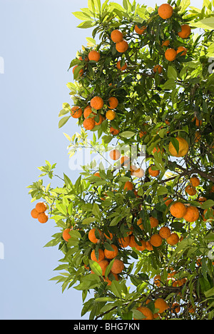 Oranges on tree Stock Photo