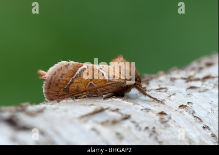 Orange Swift (Hepialus sylina) Stock Photo