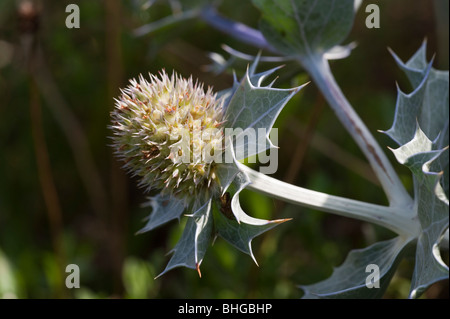 Sea Holly (Eryngium maritimum) Stock Photo