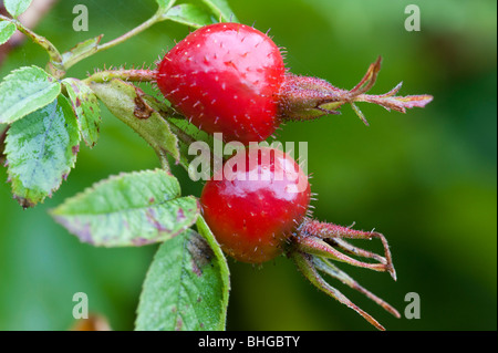 Soft Downy-rose (Rosa mollis), fruits Stock Photo